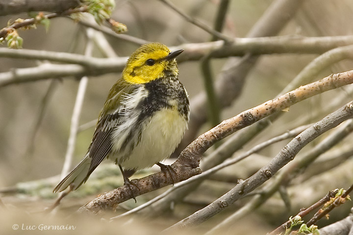 Photo - Black-throated Green Warbler