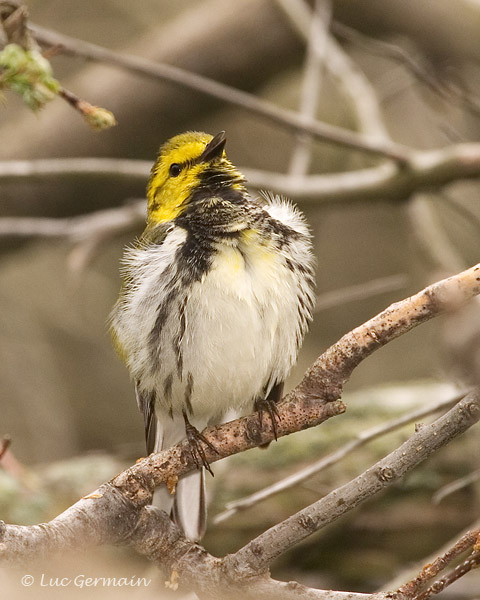 Photo - Black-throated Green Warbler