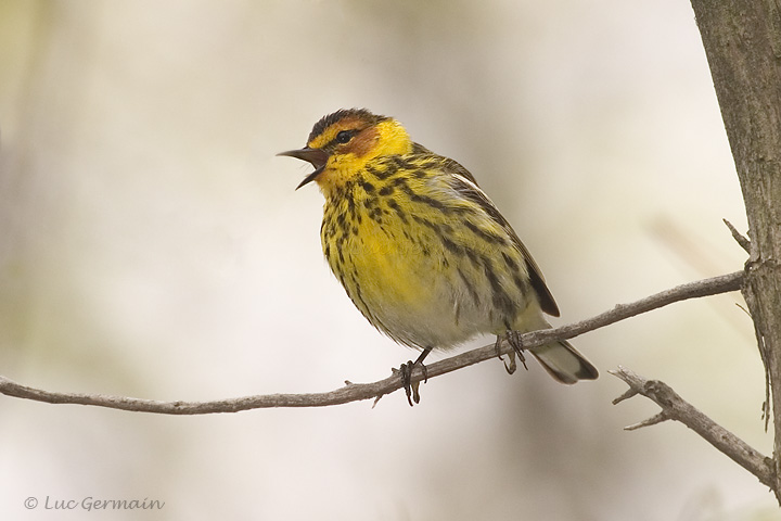 Photo - Cape May Warbler