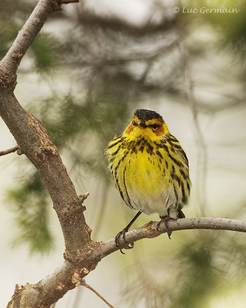 Photo - Cape May Warbler