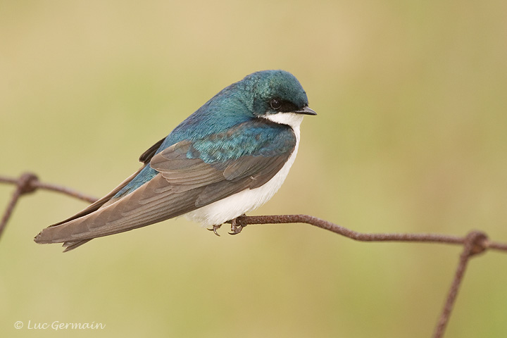 Photo - Hirondelle bicolore