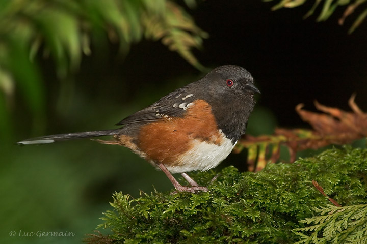 Photo - Spotted Towhee