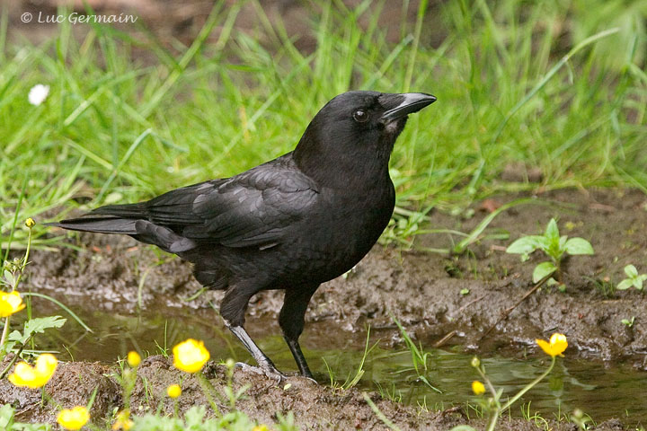 Photo - Northwestern Crow