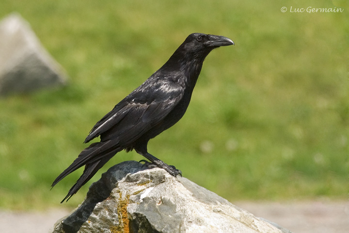 Photo - Common Raven