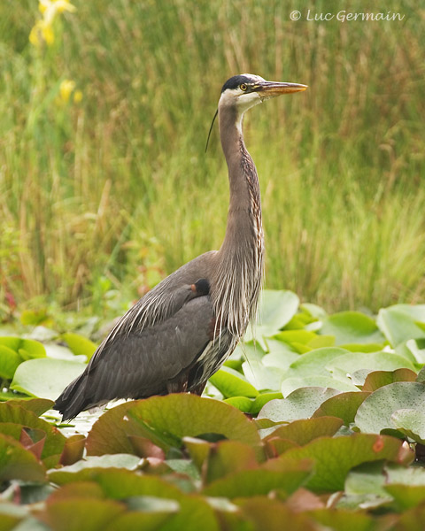 Photo - Great Blue Heron