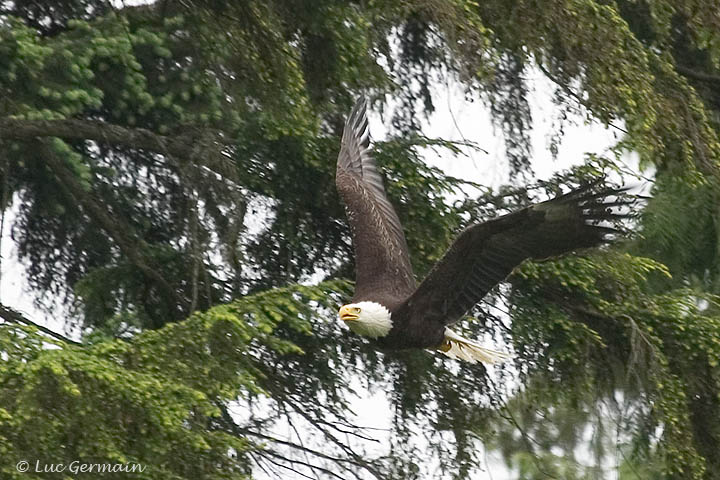 Photo - Bald Eagle