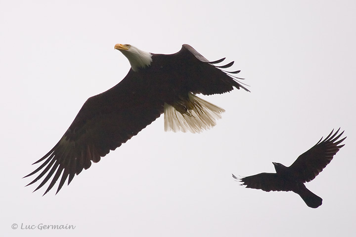 Photo - Bald Eagle