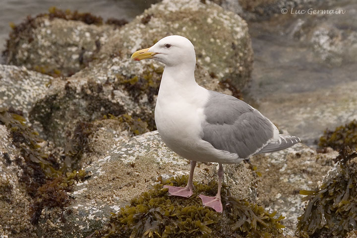 Photo - Goéland à ailes grises