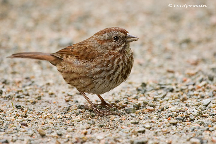 Photo - Song Sparrow