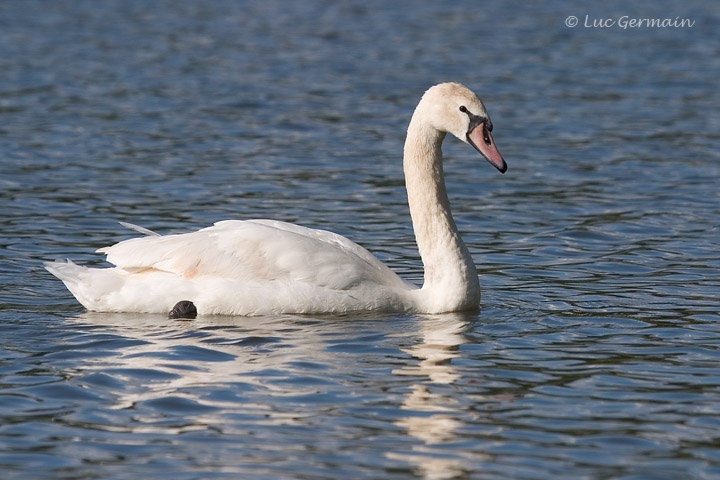 Photo - Cygne tuberculé