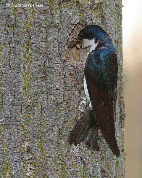 Photo - Hirondelle bicolore