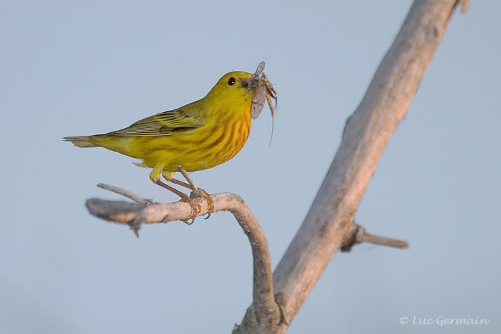 Photo - Paruline jaune