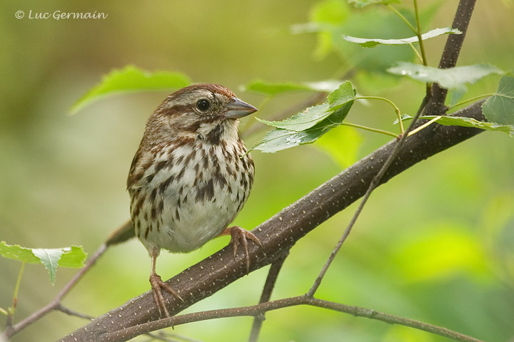 Photo - Song Sparrow