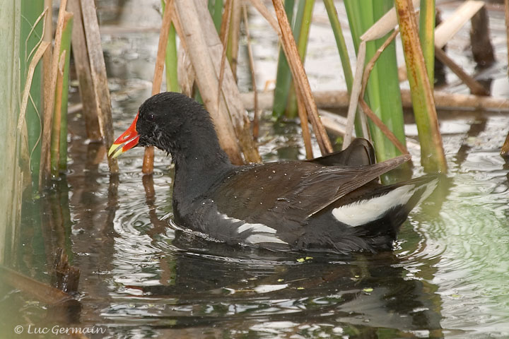 Photo - Common Gallinule