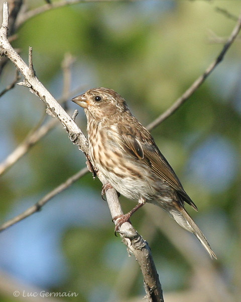 Photo - Purple Finch